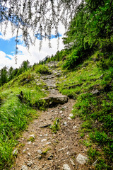 Val Roseg, Wanderweg, Berninagruppe, Bergwiese, Waldweg, Alpen, Oberengadin, Graubünden, Sommer, Schweiz