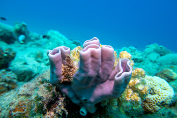 Colorful coral reef at the bottom of tropical sea, pink tube  sea sponge, underwater landscape © mychadre77