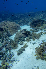 Fototapeta na wymiar Coral reef at the bottom of tropical sea, hard and soft corals at great depth, underwater landscape