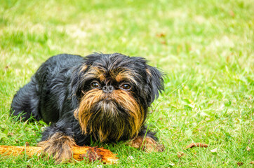 Dog, Belgian Griffon, lies on a green lawn