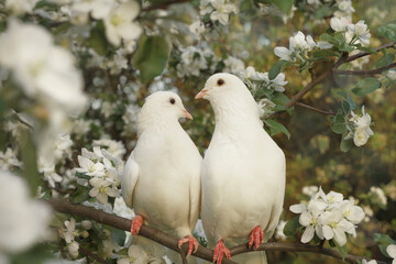  Close up of beautiful white pigeons sitting quietly on the branches of an apple tree in a blooming spring garden. 