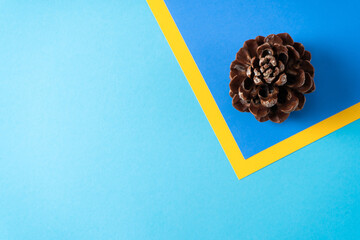Pinus pinea, stone pine cone on blue background with copy space. Top view. Concept Christmas card