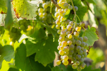 Ripe white grape bunches on a vineyard in summer. Good harvest for prosecco or sparkling wine production. 