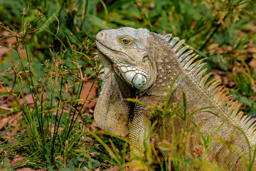 iguana