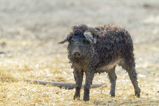 Schlammiges Mangalitza-Schwein im hellen Sonnenlicht.