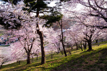 Fototapeta premium 満開の桜 烏帽子山