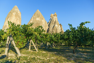 Vineyard in Cappadocia for wine in Turkey