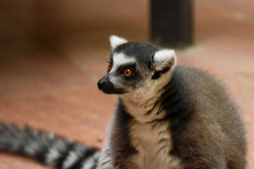 Wonderful lemur