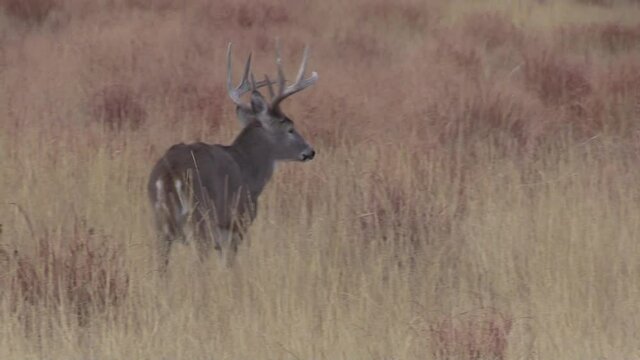 Whitetail Deer Buck During the Fall Rut in Colorado