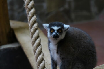 Wonderful lemur