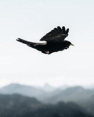 Black bird flying above the mountains of the Austrian Alps - a feeling of freedom