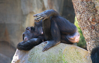 Chimpanzé