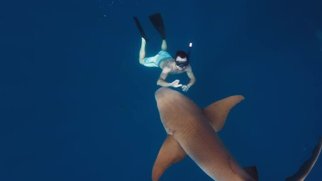 Swim with shark. Man swims with the Nurse shark (Ginglymostoma cirratum) in the tropical sea and carefully touches it.