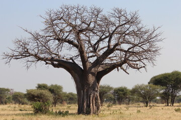 baobab in savannah