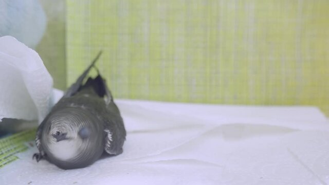 The Common Swift ,Apus apus, is the swift which is more abundant in the cities and towns of Europe