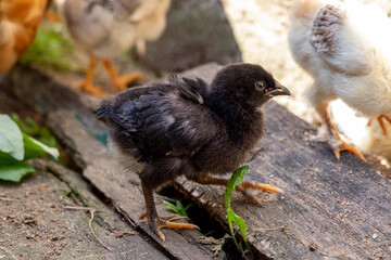Portrait of little black newborn chick walking around on the the farmyard. Natural organic household concept