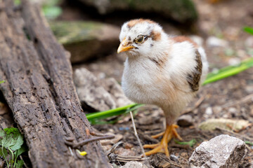 Portrait of little newborn chick walking around on the the farmyard. Natural organic household concept