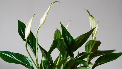 Decorative indoor flowers 