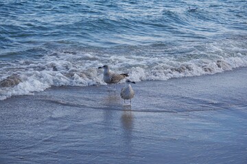 Fototapeta premium Seagulls on the beach 