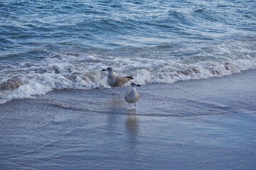Seagulls on the beach 