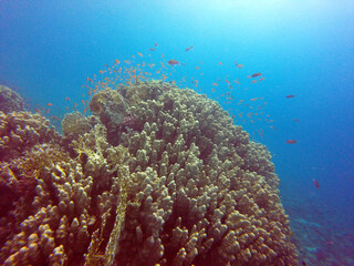 Fototapeta na wymiar Picture of a beautiful coral reef
