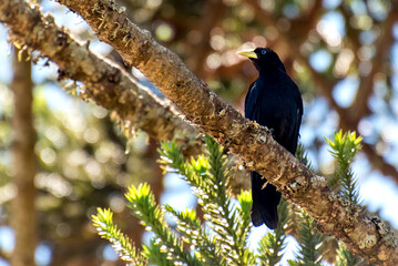 Red-rumped Cacique bird on a tree branch in Brazil with selective focus