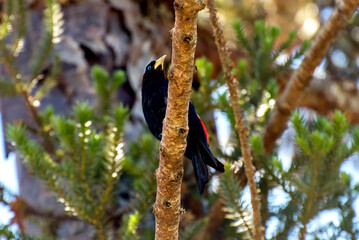 Red-rumped Cacique bird on a tree branch in Brazil with selective focus