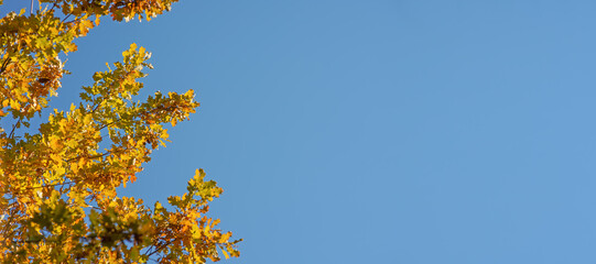 Orange yellow autumn oak tree leaves against clear blue sky. Wide banner with space for text on right side