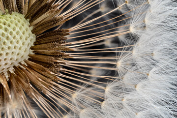Dandelion flower head with few white seeds, closeup micro detail on black background, image width...