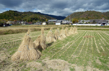 秋の嵯峨野　わらほし　京都市右京区嵯峨