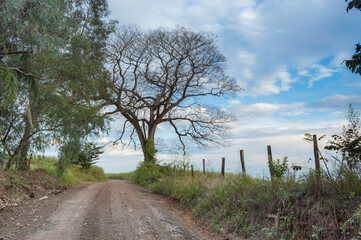 A dirt road with vegetation and fences leading up to a tree.