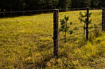 Płot leśny z siatki stalowej. Steel mesh forest fence - a wild pig (boar ). 