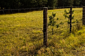 Płot leśny z siatki stalowej. Steel mesh forest fence - a wild pig (boar ).  © Grzegorz