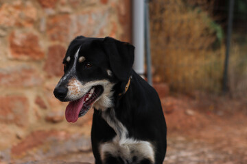 close-up of a black young tired sitting dog sticking out its tongue