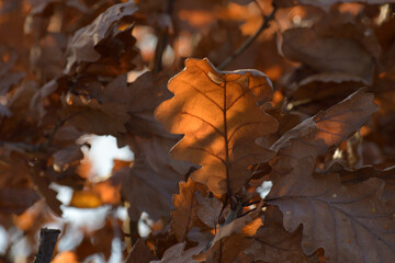 herbstfarben