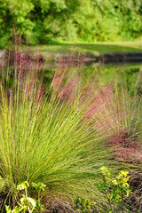 Beautiful pink Muhlenbergia capillaris grass	