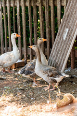 Obraz premium Couple of gray geese and a white goose on farm, Brazil birds