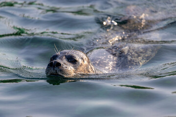 Seals in its natural habitat in the Dutch north sea, The earless seals phocids or true seals are one of the three main groups of mammals within the seal lineage, Pinnipedia, Texel Island, Netherlands.