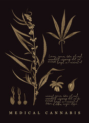 Fototapeta na wymiar Botanical banner with Hemp or Cannabis medicinal plant in retro style. Vector illustration with marijuana branch, leaves, seeds and handwriting inscriptions on a black background