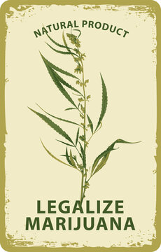 Vector banner for legalize marijuana with a realistic drawing of a cannabis plant and illustration on a light background in retro style. Natural product of organic hemp. Medical cannabis. A smoke weed