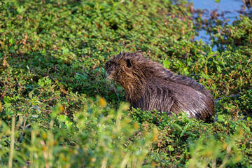Nutria in the swamp