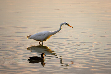 Great white egret in the Dombes, France
