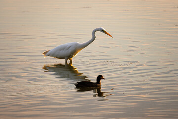 Great white egret in the Dombes, France