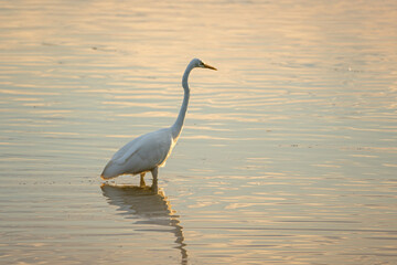 Great white egret in the Dombes, France