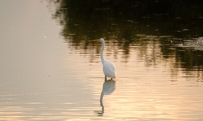 Great white egret in the Dombes, France