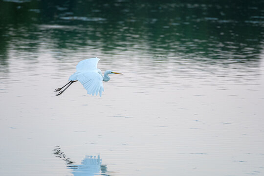 Great white egret in the Dombes, France