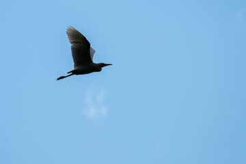 Great white egret silhouette in flight