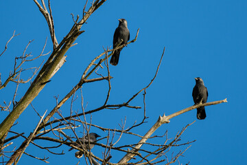 Jackdaw in a tree on blue sky