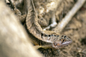 lagartija camuflada en la base de un arbol 