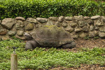 Naklejka premium Tortuga galápagos en cautiverio 